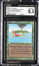 Birds of Paradise (LEA)