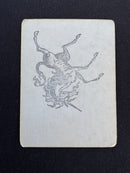 Giant Growth (Gamma Playtest)