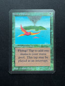 Birds of Paradise (LEA)