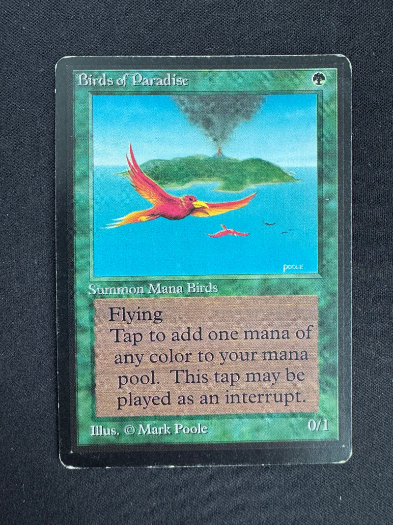 Birds of Paradise (LEB)