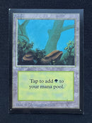 Forest (A) - Artist Proof Beta Edition