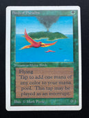 Birds of Paradise (UNL)