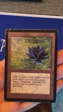 Black Lotus (LEB)