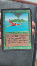 Birds of Paradise (LEA)