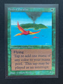 Birds of Paradise (CED)