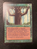 Ironroot Treefolk (LEA)