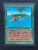 Birds of Paradise (CED)