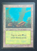 Forest (A) - Rocks (LEB)