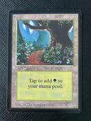 Forest (B) - Path (LEB)