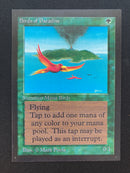 Birds of Paradise (CED)